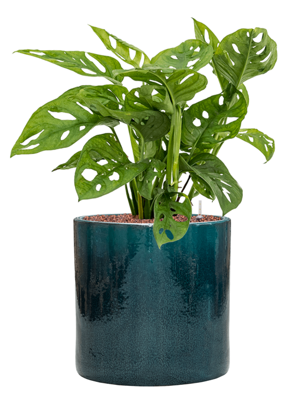 Monstera obliqua in Cylinder Office Plant With Pot 64cm Height 26cm Dia