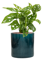 Monstera obliqua in Cylinder Office Plant With Pot 64cm Height 26cm Dia
