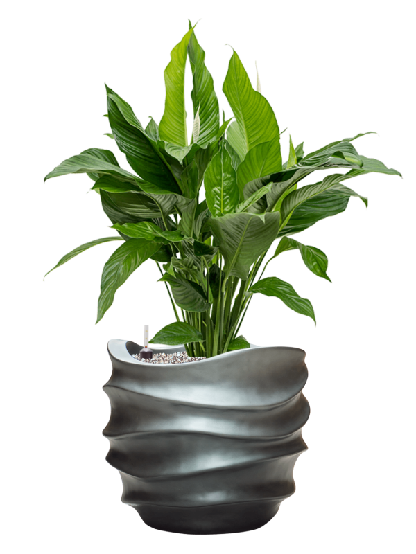 Spathiphyllum 'Sweet Lauretta' in Baq Gradient Lee Office Plant With Pot 98cm Height 27cm Dia