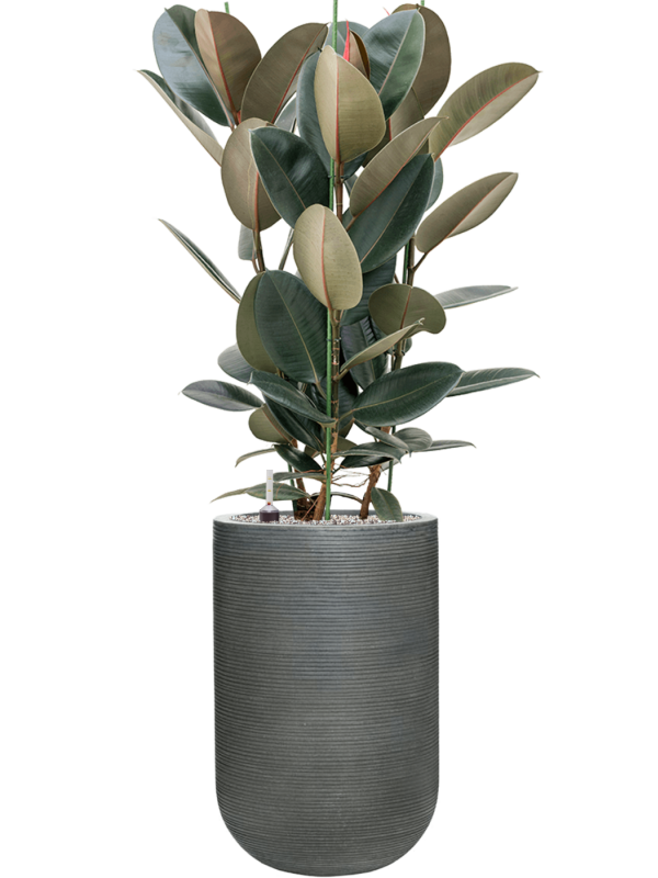 Ficus elastica 'Abidjan' in Ridged Horizontally Office Plant With Pot 132cm Height 33cm Dia