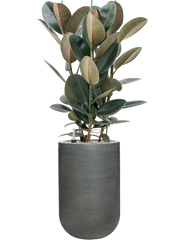 Ficus elastica 'Abidjan' in Ridged Horizontally Office Plant With Pot 132cm Height 33cm Dia