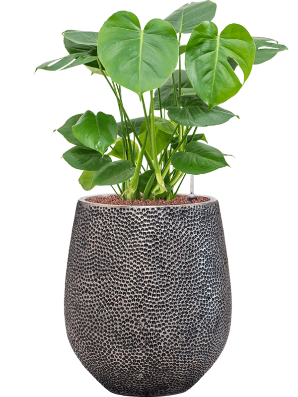Monstera deliciosa in Baq Opus Hit Office Plant With Pot 84cm Height 24cm Dia
