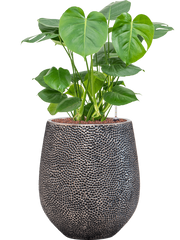 Monstera deliciosa in Baq Opus Hit Office Plant With Pot 84cm Height 24cm Dia