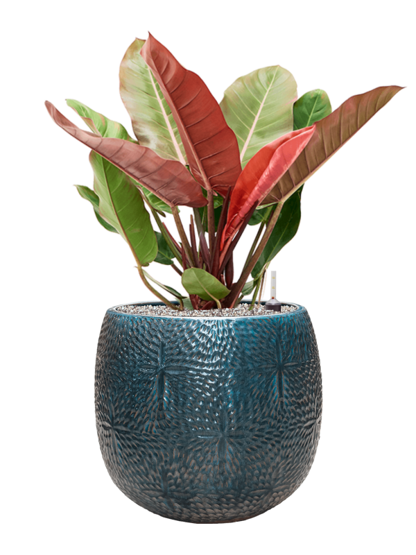 Philodendron 'Prince of Orange' in Marly Office Plant With Pot 84cm Height 31cm Dia