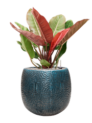 Philodendron 'Prince of Orange' in Marly Office Plant With Pot 84cm Height 31cm Dia