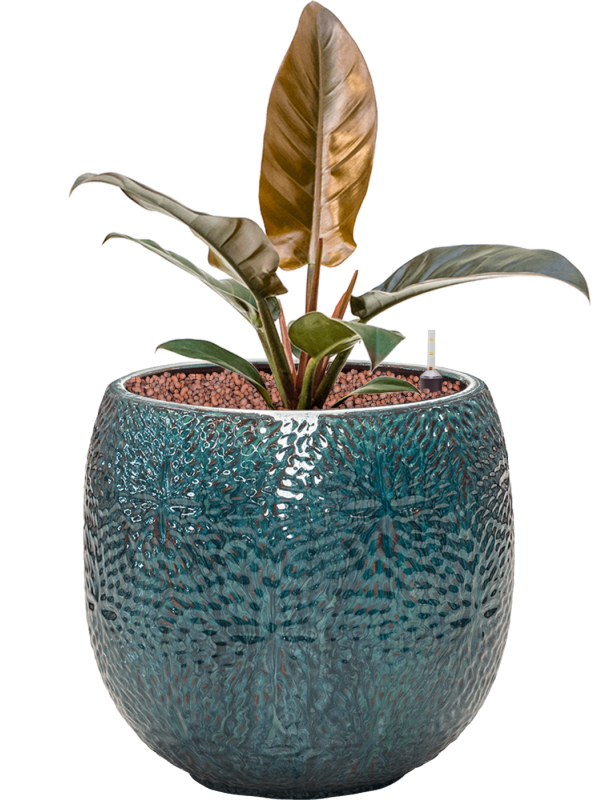 Philodendron 'Imperial Red' in Marly Office Plant With Pot 52cm Height 23cm Dia