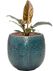 Philodendron 'Imperial Red' in Marly Office Plant With Pot 52cm Height 23cm Dia