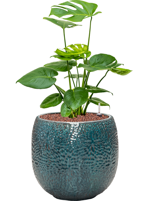 Monstera deliciosa in Marly Office Plant With Pot 64cm Height 23cm Dia