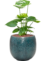 Monstera deliciosa in Marly Office Plant With Pot 64cm Height 23cm Dia