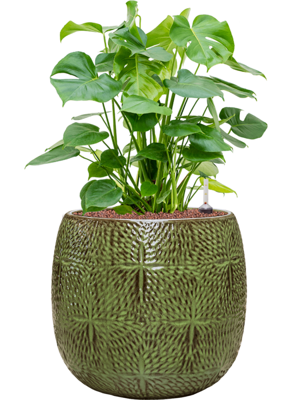 Monstera deliciosa in Marly Office Plant With Pot 79cm Height 31cm Dia