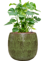 Monstera deliciosa in Marly Office Plant With Pot 79cm Height 31cm Dia
