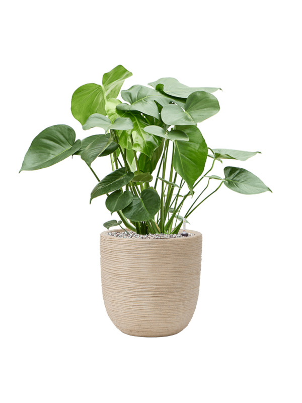 Monstera deliciosa in Capi Waste Rib NL Office Plant With Pot 88cm Height 28cm Dia