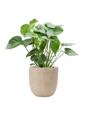 Monstera deliciosa in Capi Waste Rib NL Office Plant With Pot 88cm Height 28cm Dia