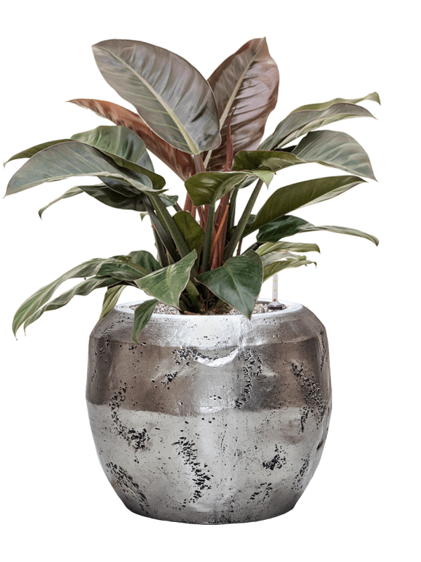 Philodendron `Imperial Red' in Baq Opus Raw Office Plant With Pot 87cm Height 31cm Dia