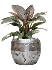 Philodendron `Imperial Red' in Baq Opus Raw Office Plant With Pot 87cm Height 31cm Dia