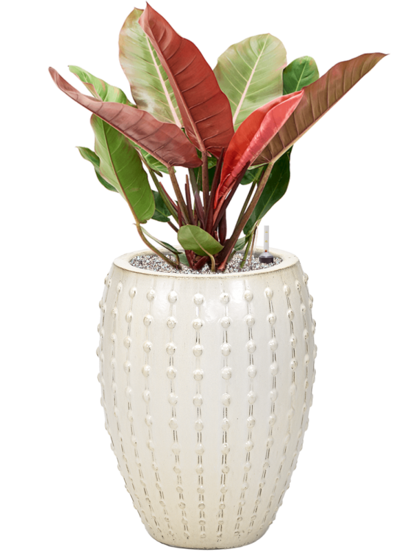 Philodendron 'Prince of Orange' in Laos Office Plant With Pot 99cm Height 29cm Dia