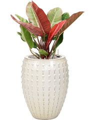 Philodendron 'Prince of Orange' in Laos Office Plant With Pot 99cm Height 29cm Dia