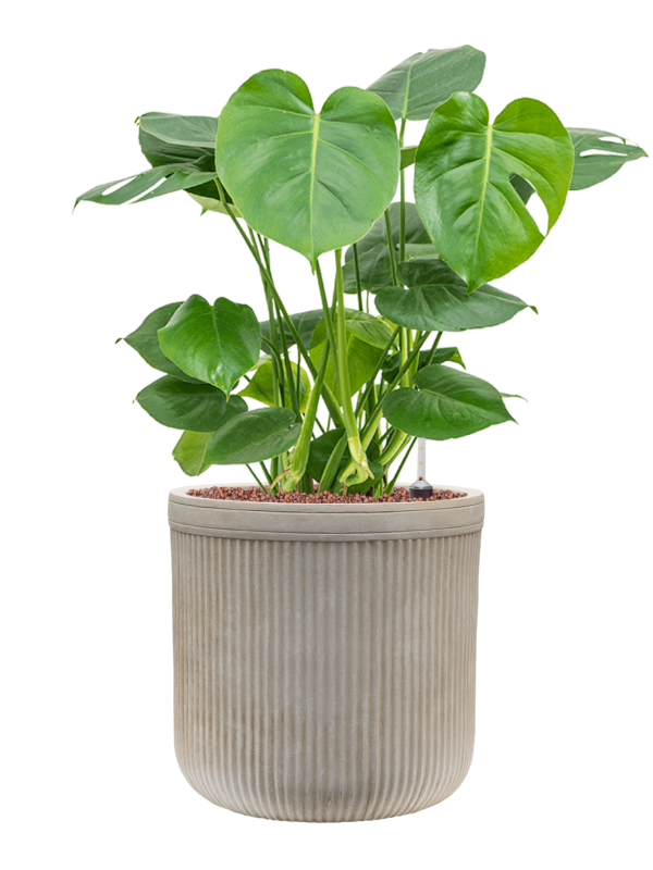 Monstera deliciosa in Baq Vertical Rib Office Plant With Pot 74cm Height 26cm Dia