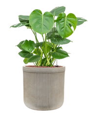 Monstera deliciosa in Baq Vertical Rib Office Plant With Pot 74cm Height 26cm Dia
