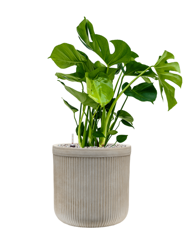 Monstera deliciosa in Baq Vertical Rib Office Plant With Pot 80cm Height 26cm Dia