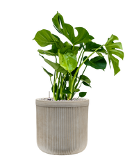Monstera deliciosa in Baq Vertical Rib Office Plant With Pot 80cm Height 26cm Dia