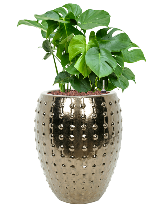 Monstera deliciosa in Laos Office Plant With Pot 99cm Height 29cm Dia