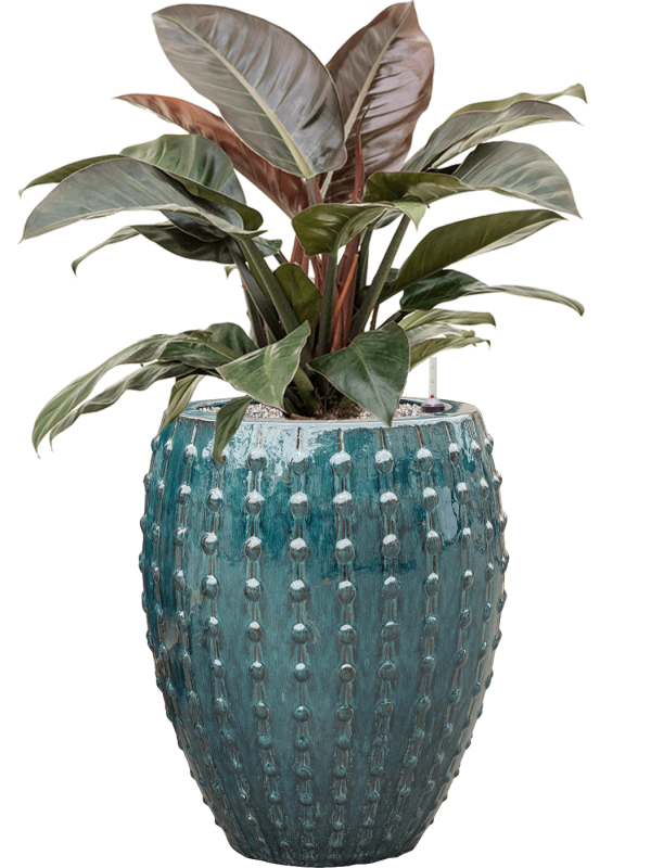 Philodendron `Imperial Red' in Laos Office Plant With Pot 102cm Height 29cm Dia
