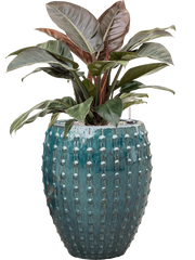Philodendron `Imperial Red' in Laos Office Plant With Pot 102cm Height 29cm Dia