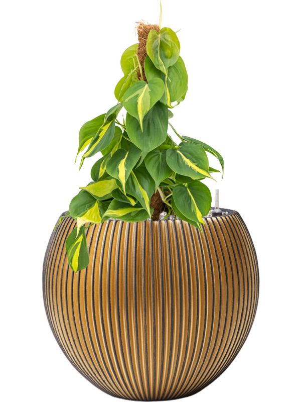 Philodendron scandens 'Brasil' in Capi Nature Groove Office Plant With Pot 54cm Height 23cm Dia