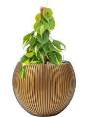 Philodendron scandens 'Brasil' in Capi Nature Groove Office Plant With Pot 54cm Height 23cm Dia