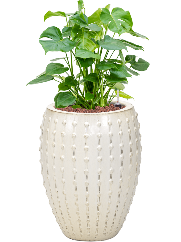 Monstera deliciosa in Laos Office Plant With Pot 94cm Height 29cm Dia