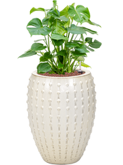 Monstera deliciosa in Laos Office Plant With Pot 94cm Height 29cm Dia
