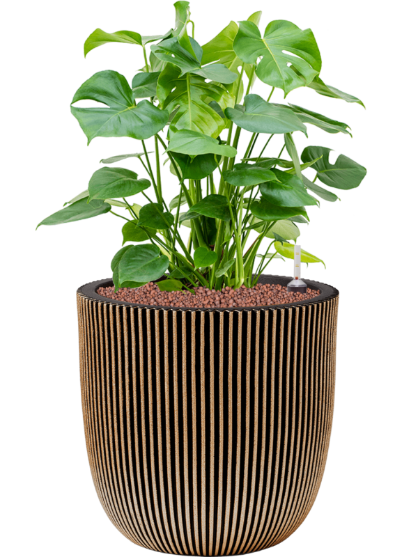 Monstera deliciosa in Capi Nature Groove NL Office Plant With Pot 80cm Height 37.5cm Dia