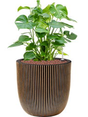 Monstera deliciosa in Capi Nature Groove NL Office Plant With Pot 80cm Height 37.5cm Dia