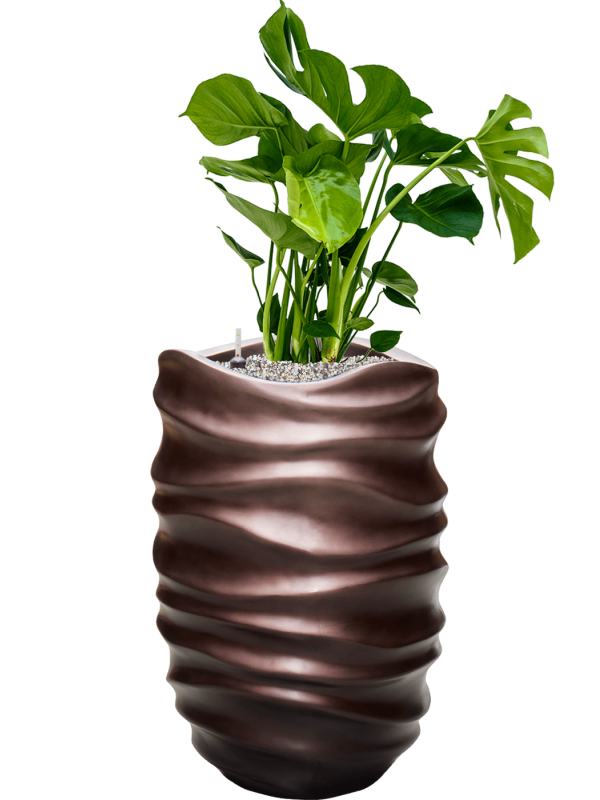 Monstera deliciosa in Baq Gradient Lee Office Plant With Pot 105cm Height 27cm Dia