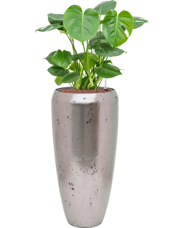 Monstera deliciosa in Baq Opus Raw Office Plant With Pot 107cm Height 24cm Dia