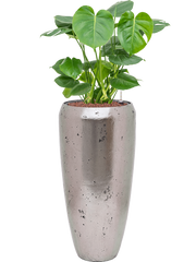 Monstera deliciosa in Baq Opus Raw Office Plant With Pot 107cm Height 24cm Dia