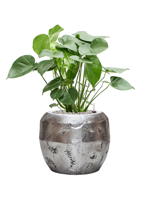 Monstera deliciosa in Baq Opus Raw Office Plant With Pot 94cm Height 31cm Dia