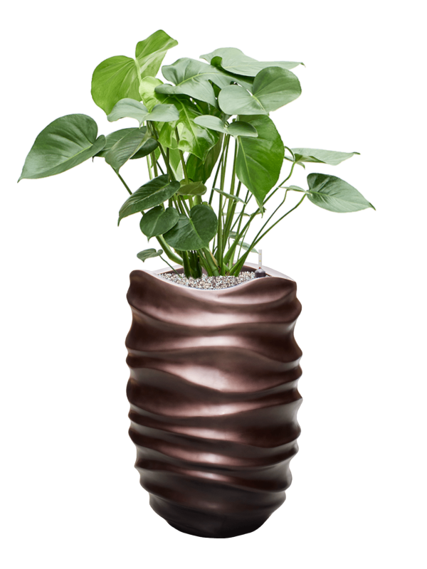 Monstera deliciosa in Baq Gradient Lee Office Plant With Pot 112cm Height 27cm Dia