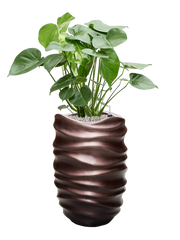 Monstera deliciosa in Baq Gradient Lee Office Plant With Pot 112cm Height 27cm Dia