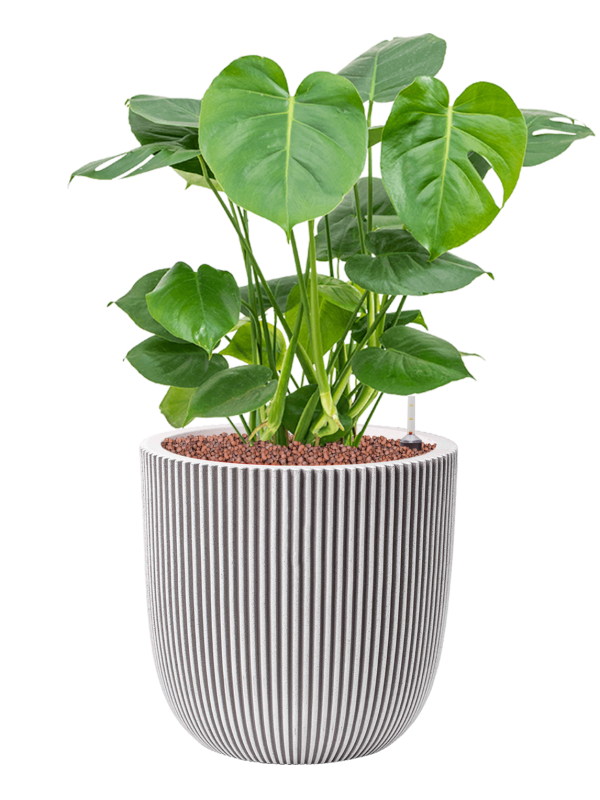 Monstera deliciosa in Capi Nature Groove NL Office Plant With Pot 75cm Height 30cm Dia