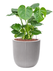Monstera deliciosa in Capi Nature Groove NL Office Plant With Pot 75cm Height 30cm Dia