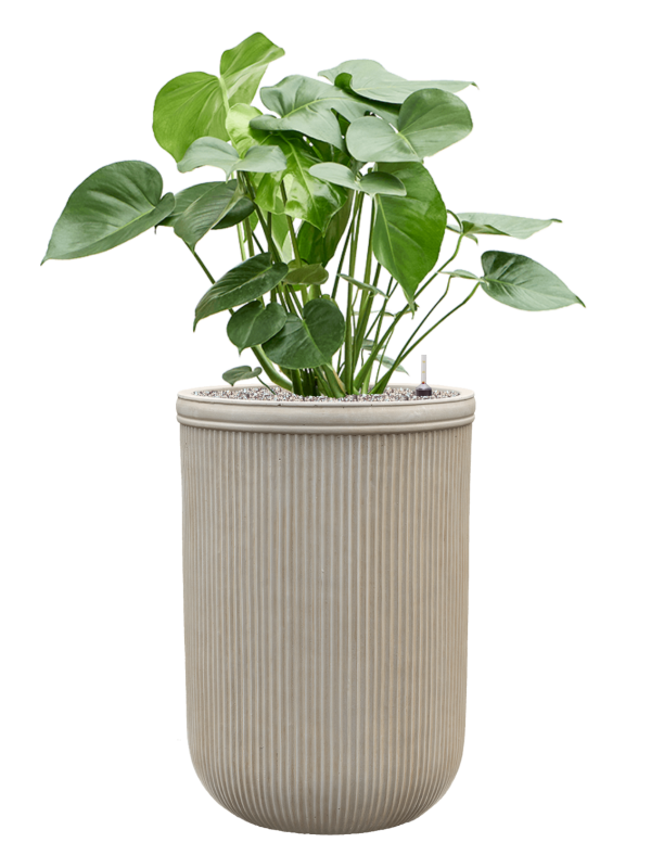 Monstera deliciosa in Baq Vertical Rib Office Plant With Pot 119cm Height 41cm Dia
