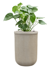 Monstera deliciosa in Baq Vertical Rib Office Plant With Pot 119cm Height 41cm Dia
