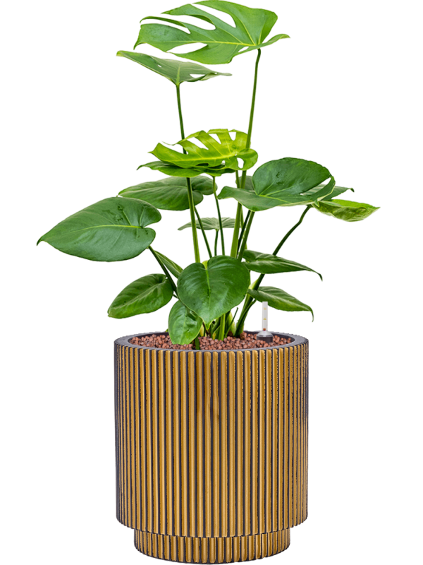 Monstera deliciosa in Capi Nature Groove Office Plant With Pot 62cm Height 21cm Dia