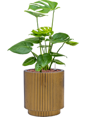 Monstera deliciosa in Capi Nature Groove Office Plant With Pot 62cm Height 21cm Dia