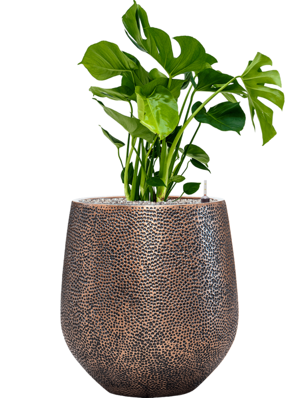 Monstera deliciosa in Baq Opus Hit Office Plant With Pot 96cm Height 30cm Dia