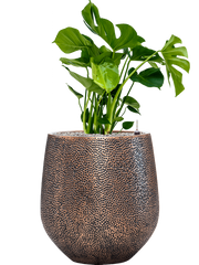 Monstera deliciosa in Baq Opus Hit Office Plant With Pot 96cm Height 30cm Dia