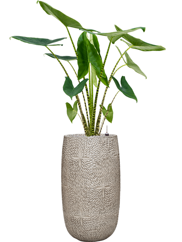 Alocasia zebrina in Marly Office Plant With Pot 148cm Height 27.5cm Dia