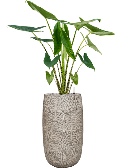 Alocasia zebrina in Marly Office Plant With Pot 148cm Height 27.5cm Dia